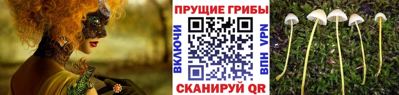 магазин    Черноголовка  Псилоцибиновые грибы прущие грибы 